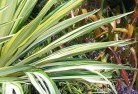 Dryandraplants-16.jpg; ?>