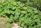 Dryandraplants-24.jpg; ?>