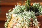 Dryandraplants-27.jpg; ?>