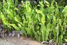 Dryandraplants-34.jpg; ?>