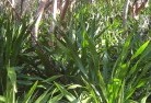 Dryandraplants-40.jpg; ?>
