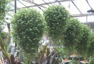 Dryandraplants-62.jpg; ?>