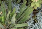 Dryandraplants-83.jpg; ?>