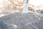 Dryandratree-transplanting-4.jpg; ?>